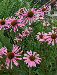 Attēlu rezultāti vaicājumam “Echinacea purpurea bud”