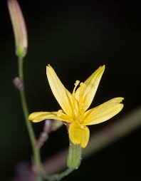 Attēlu rezultāti vaicājumam “Mycelis muralis”