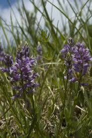 Attēlu rezultāti vaicājumam “Polygala comosa flower”