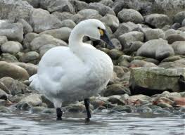 Attēlu rezultāti vaicājumam “Cygnus columbianus”