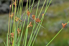 Attēlu rezultāti vaicājumam “Juncus filiformis”
