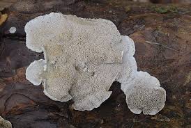 Attēlu rezultāti vaicājumam “Skeletocutis stellae”