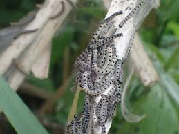 Attēlu rezultāti vaicājumam “Yponomeuta evonymella larva”