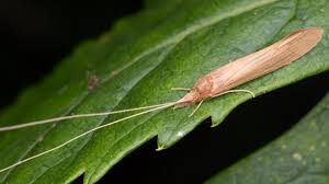 Attēlu rezultāti vaicājumam “Oecetis ochracea”