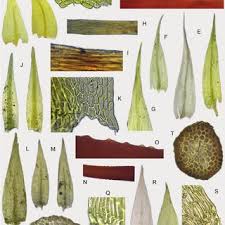 Attēlu rezultāti vaicājumam “Rhynchostegiella tenella macro”