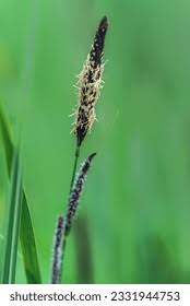 Attēlu rezultāti vaicājumam “Carex hirta male flower”