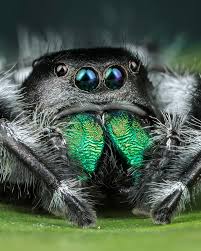 Attēlu rezultāti vaicājumam “Fuligo licentii macro”