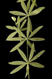 Attēlu rezultāti vaicājumam “Galium schultesii flower”