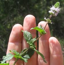 Image result for Menta x piperita