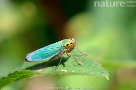 Attēlu rezultāti vaicājumam “Cicadella viridis”