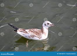 Attēlu rezultāti vaicājumam “Larus ridibundus juvenile”