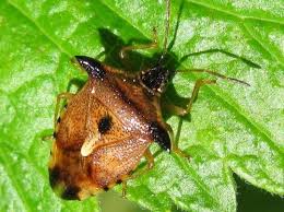 Attēlu rezultāti vaicājumam “Elasmucha ferrugata”