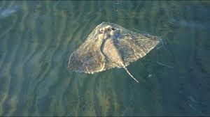 Image result for Gymnura altavela