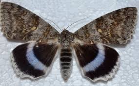 Attēlu rezultāti vaicājumam “Catocala fraxini”