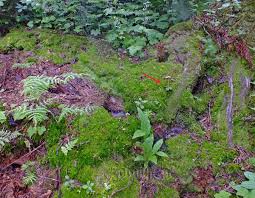 Attēlu rezultāti vaicājumam “Moneses uniflora fruit”
