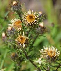 Attēlu rezultāti vaicājumam “Carlina vulgaris”