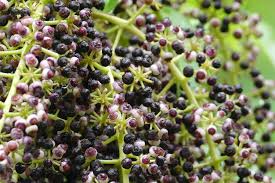 Attēlu rezultāti vaicājumam “Carex digitata fruit”