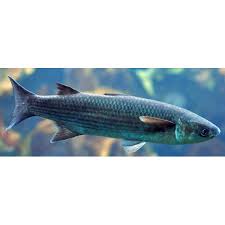 Image result for Chelon saliens