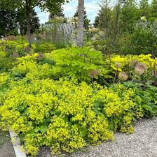 Image result for Alchemilla mollis