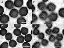 Attēlu rezultāti vaicājumam “Anthracoidea”