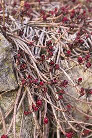 Attēlu rezultāti vaicājumam “Sedum aizoon fruit”