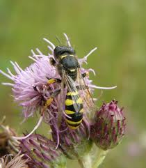 Attēlu rezultāti vaicājumam “Cribraria atrofusca macro”