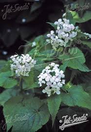 Attēlu rezultāti vaicājumam “Lunaria rediviva leaf”