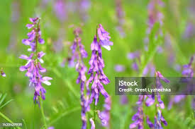 Attēlu rezultāti vaicājumam “Vicia tenuifolia flower”