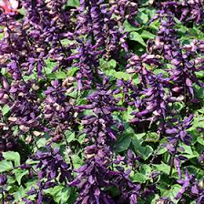 Image result for Salvia splendens