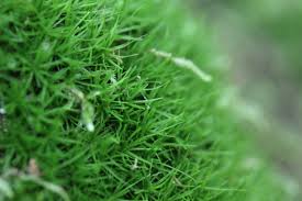 Attēlu rezultāti vaicājumam “Dicranum viride”