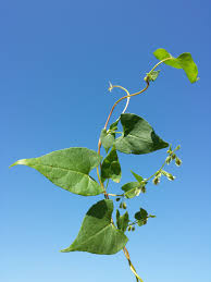 Attēlu rezultāti vaicājumam “Fallopia dumetorum leaf”