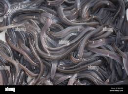 Image result for Anguilla anguilla