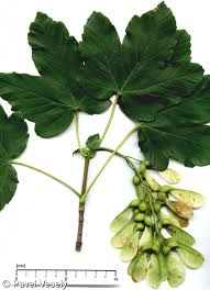 Attēlu rezultāti vaicājumam “Acer pseudoplatanus”