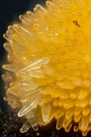 Attēlu rezultāti vaicājumam “Bactridium flavum”