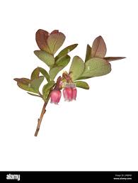 Attēlu rezultāti vaicājumam “Vaccinium uliginosum bud”