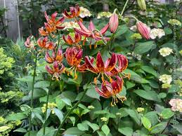 Image result for Lilium martagon `Arabian Night`