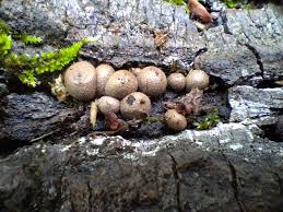 Attēlu rezultāti vaicājumam “Lycogala cf. fossiculatum sessile”
