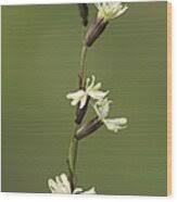 Attēlu rezultāti vaicājumam “Silene tatarica”