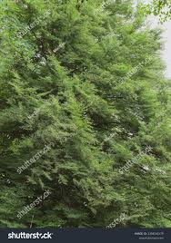 Attēlu rezultāti vaicājumam “Fagus sylvatica fo. laciniata”