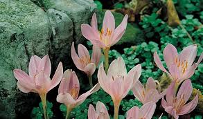 Attēlu rezultāti vaicājumam “Colchicum luteum flower”