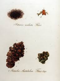 Attēlu rezultāti vaicājumam “Cetraria aculeata”