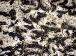 Attēlu rezultāti vaicājumam “Opegrapha atra”