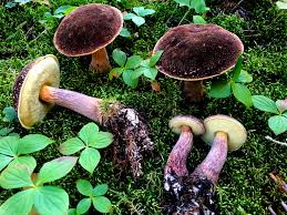 Attēlu rezultāti vaicājumam “Boletales”