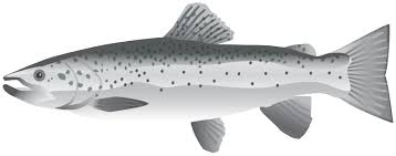 Image result for Salmo salar