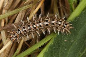 Attēlu rezultāti vaicājumam “Argynnis paphia larva”