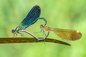 Attēlu rezultāti vaicājumam “Calopteryx virgo”