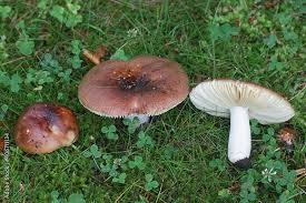 Attēlu rezultāti vaicājumam “Russula vesca”