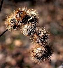 Attēlu rezultāti vaicājumam “Arctium lappa fruit”