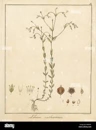 Attēlu rezultāti vaicājumam “Linum catharticum fruit”