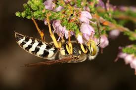Attēlu rezultāti vaicājumam “Bembix rostrata”